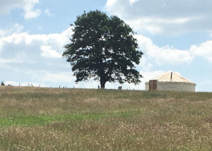 yurt and tree in meadow